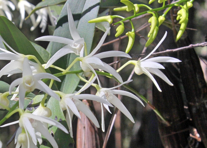 North Queensland Plants Orchidaceae